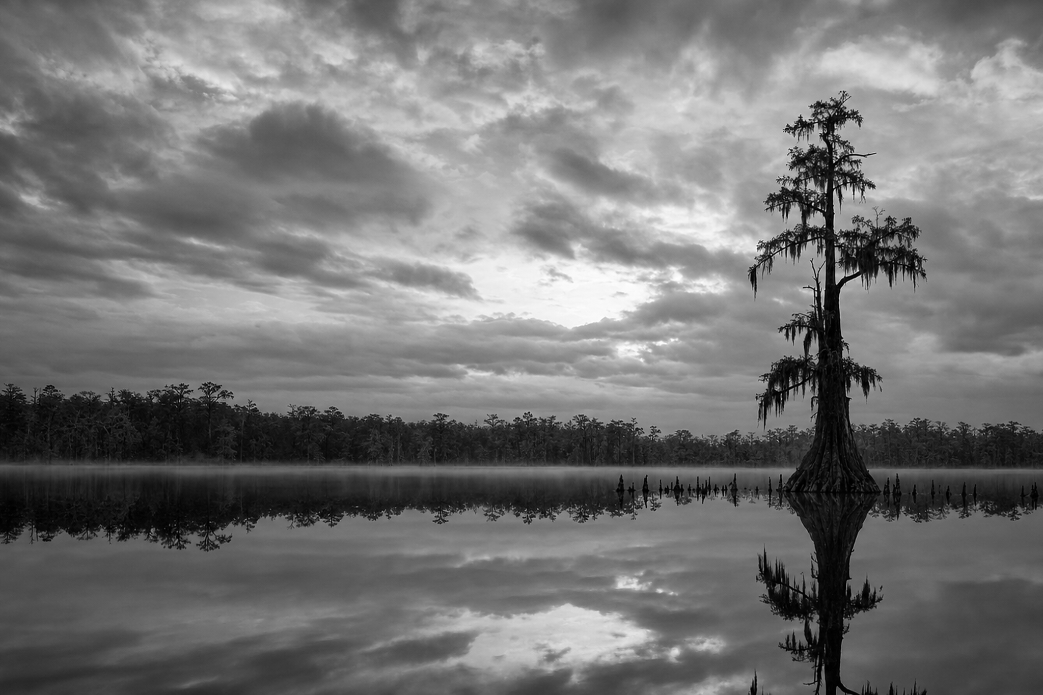 A black-and-white South Florida wetland beneath storm clouds